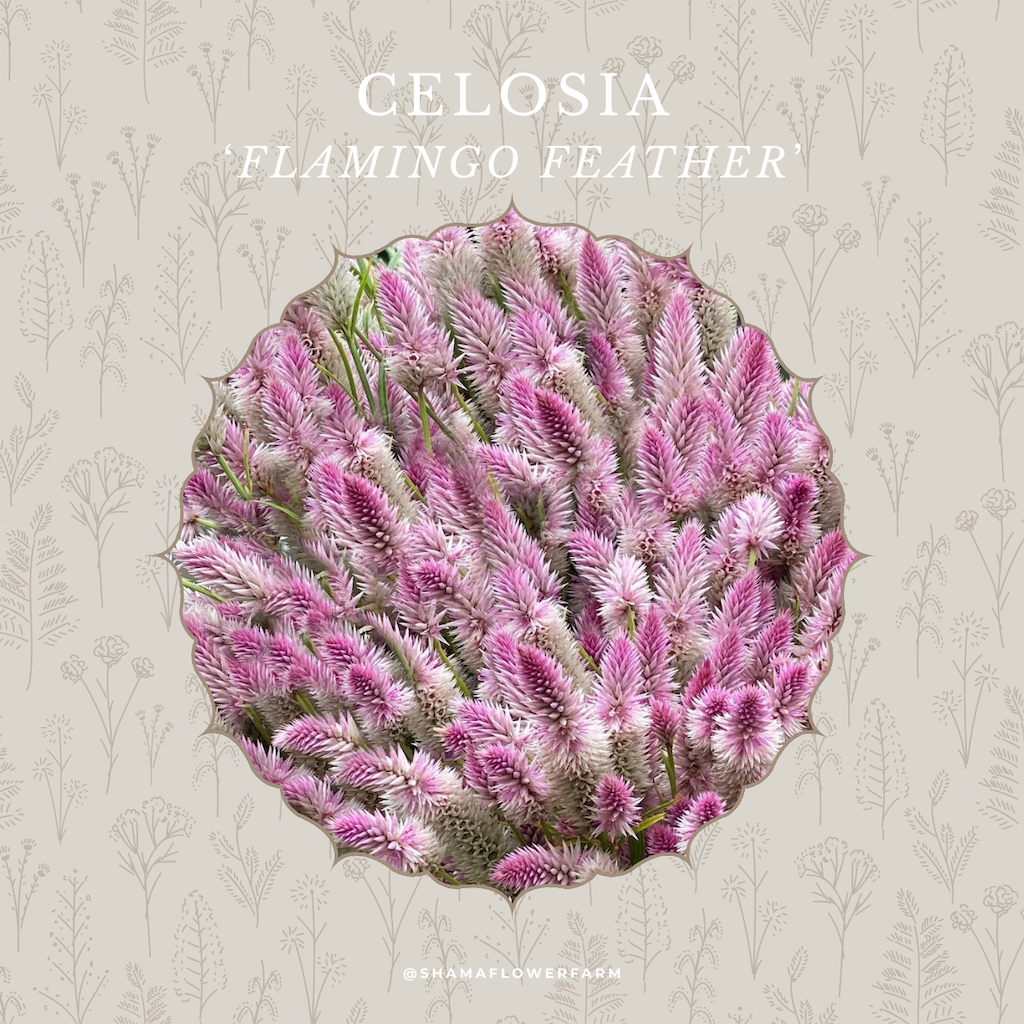celosia-flamingo-feather-shama-farm-flowers