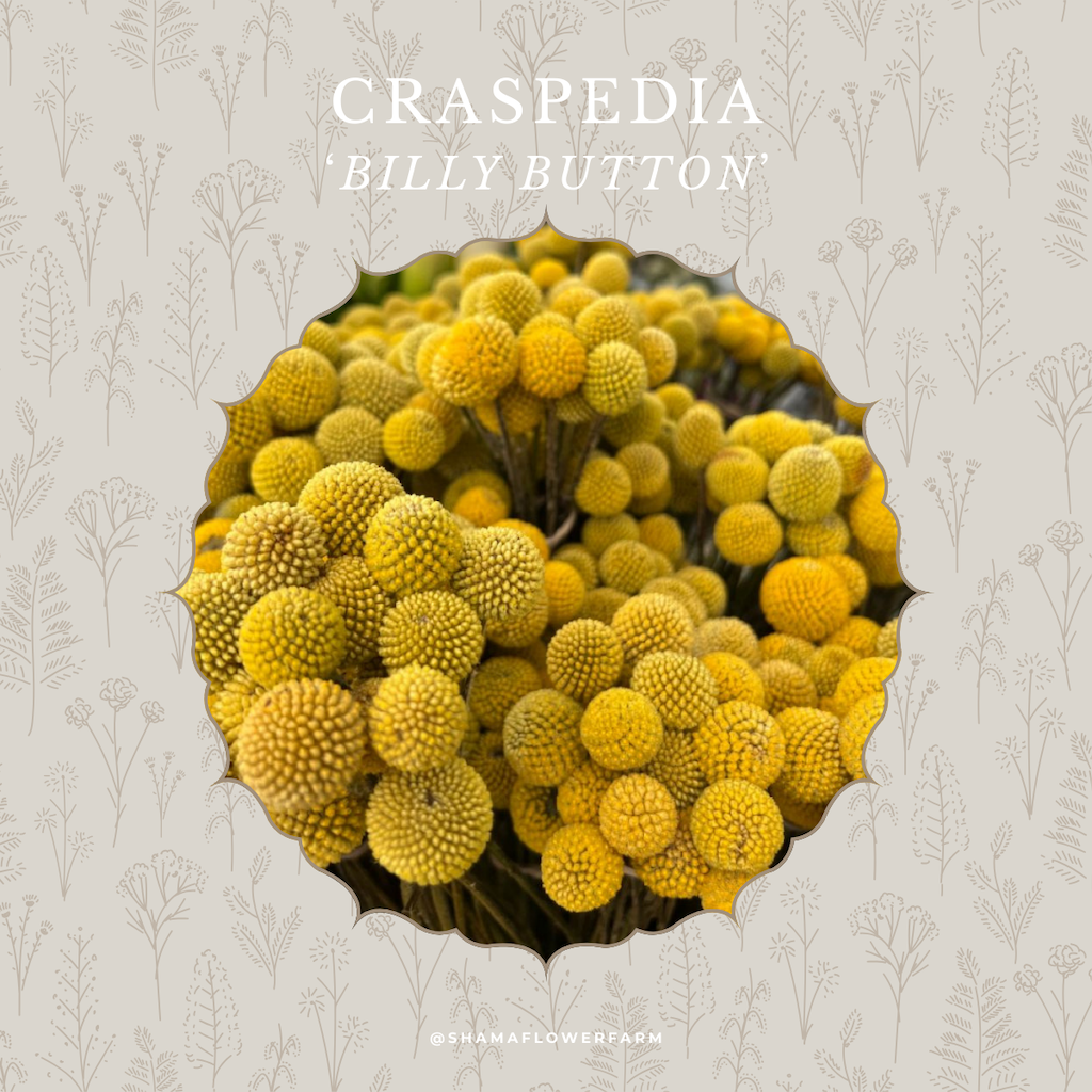 craspedia-shama-farm-flowers