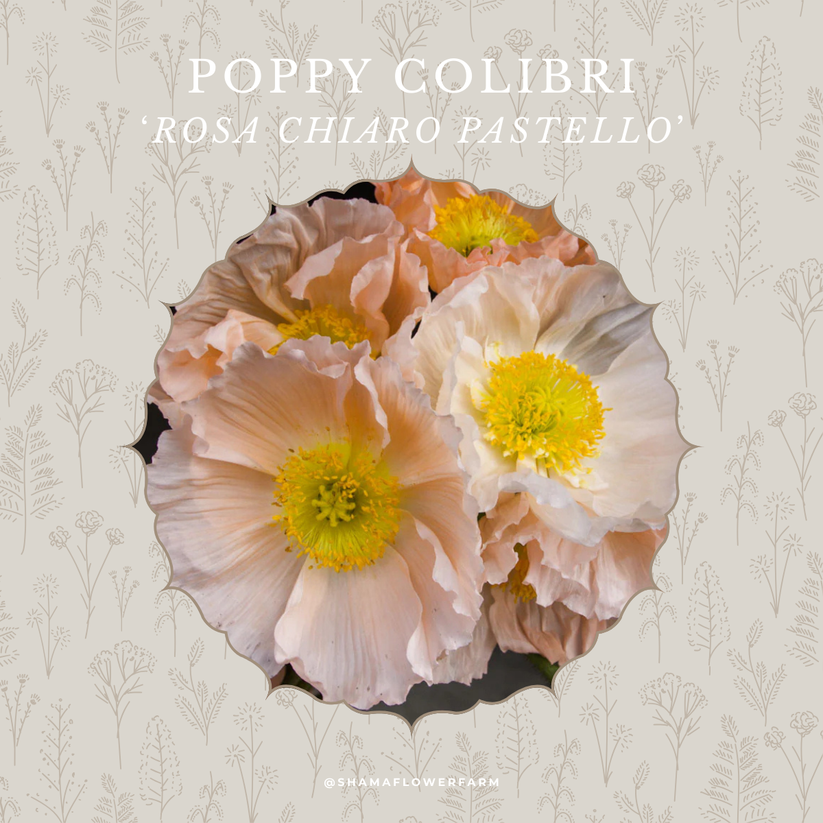 poppy-colibri-rosa-chiaro-pastello-shama-farm-flowers