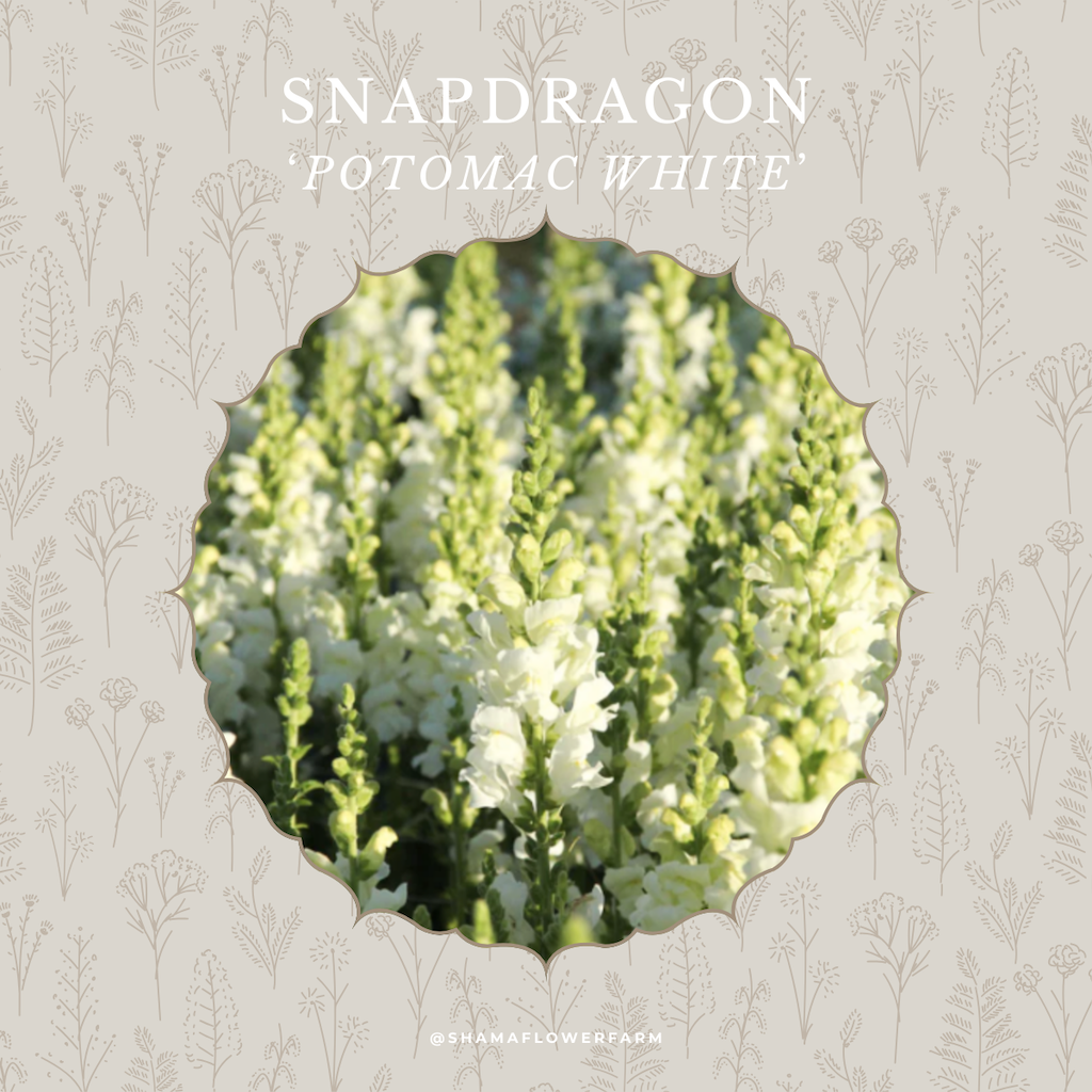 snapdragon-potomac-white-shama-farm-flowers