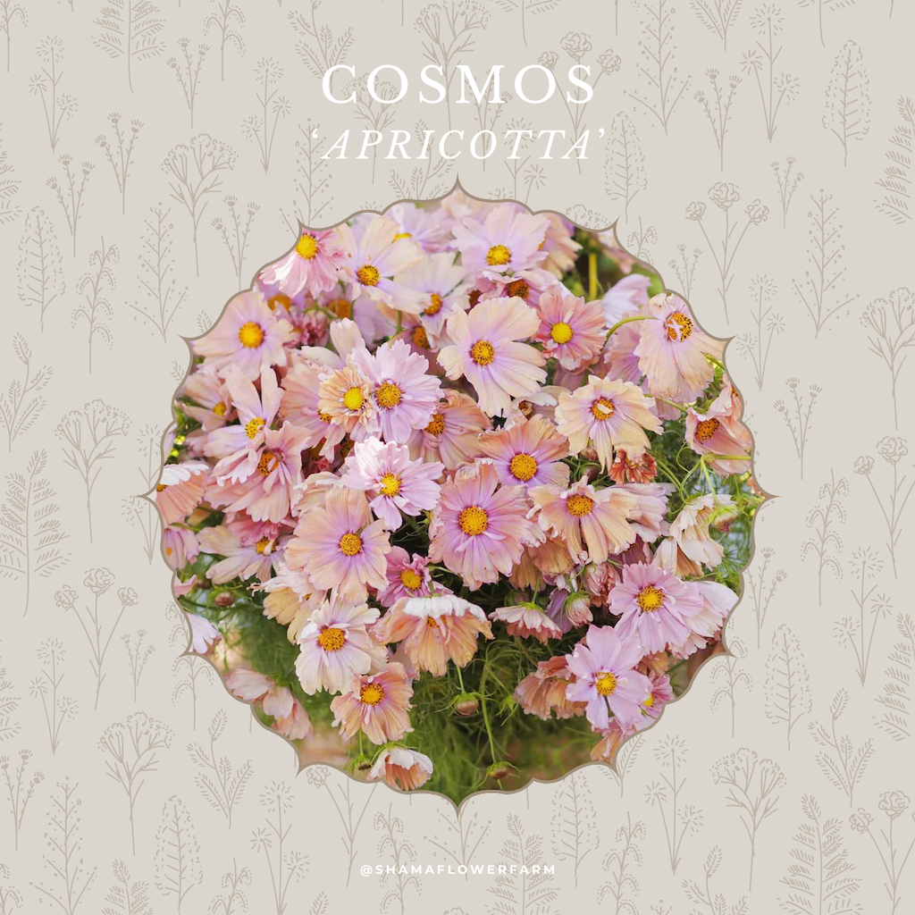 cosmos-apricotta-shama-farm-flowers