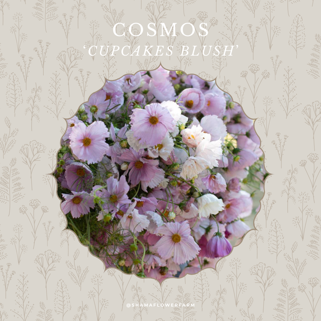 cosmos-cupcakes-blush-shama-farm-flowers