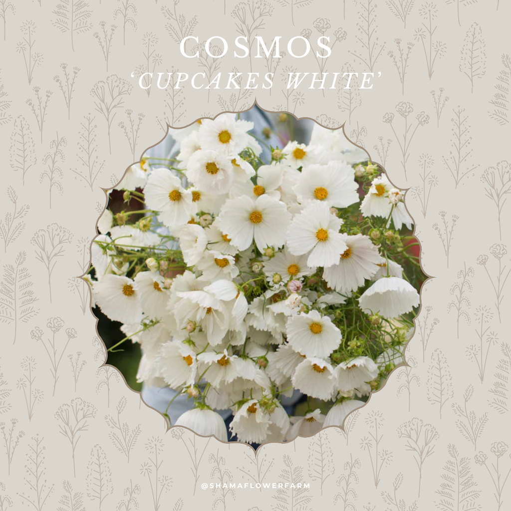 cosmos-cupcakes-white-shama-farm-flowers