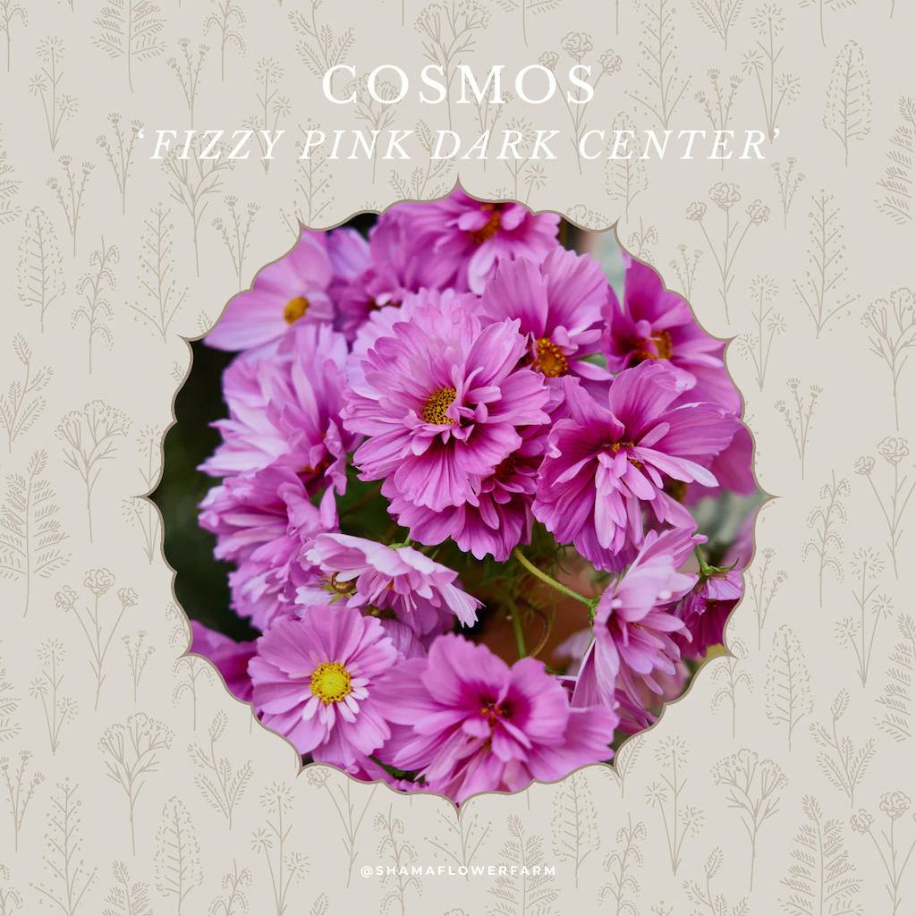 cosmos-fizzy-pink-dark-center-shama-farm-flowers