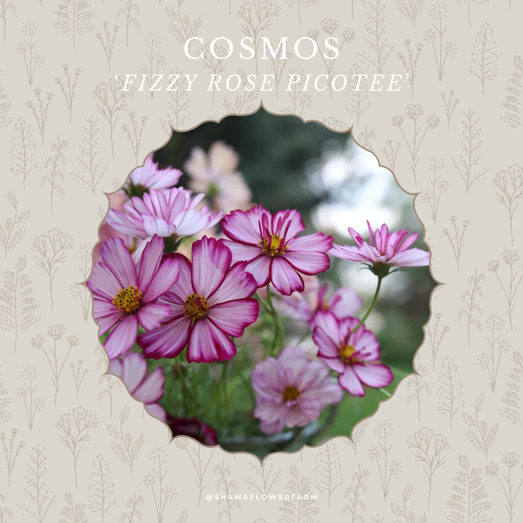 cosmos-fizzy-rose-picotee-shama-farm-flowers