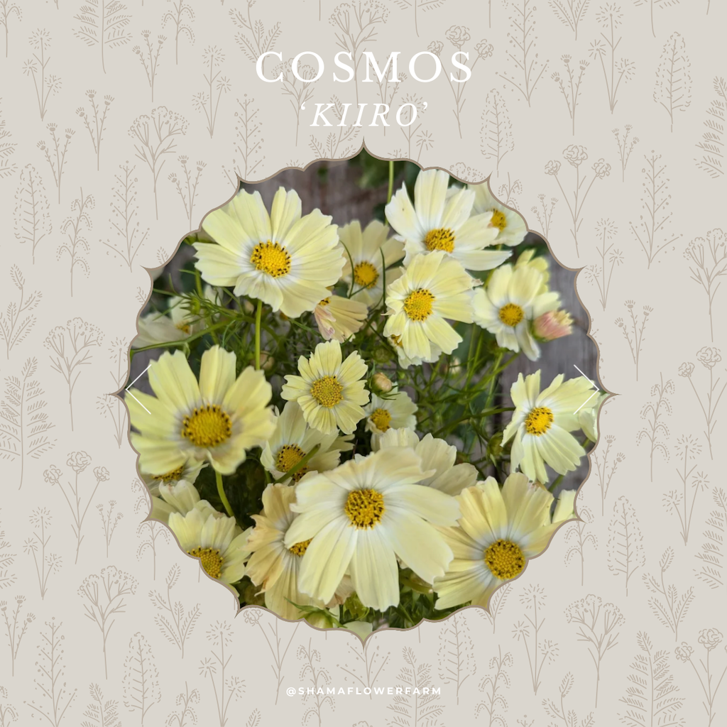cosmos-kiiro-shama-farm-flowers