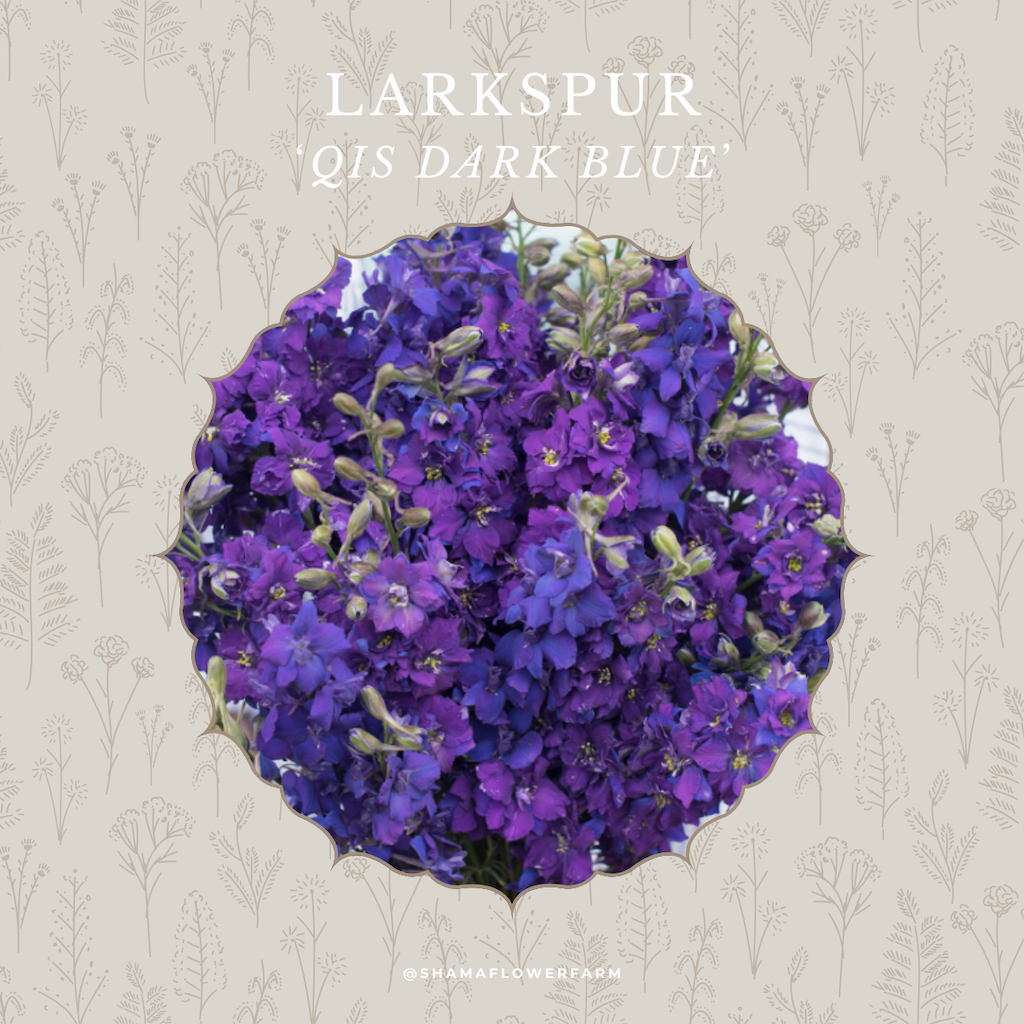 larkspur-dark-blue-shama-farm-flowers