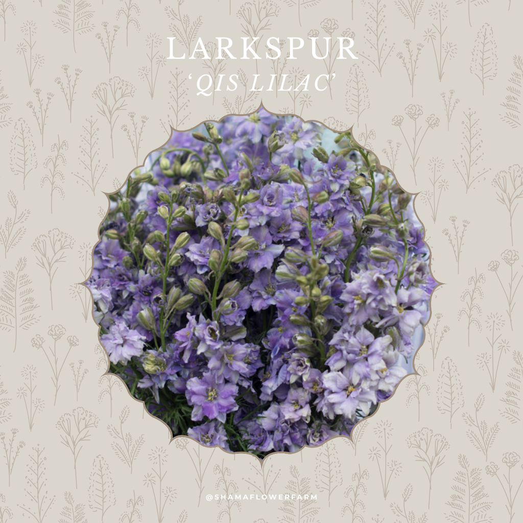 larkspur-lilac-shama-farm-flowers