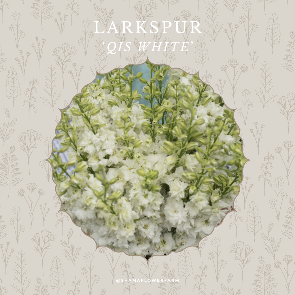 larkspur-white-shama-farm-flowers