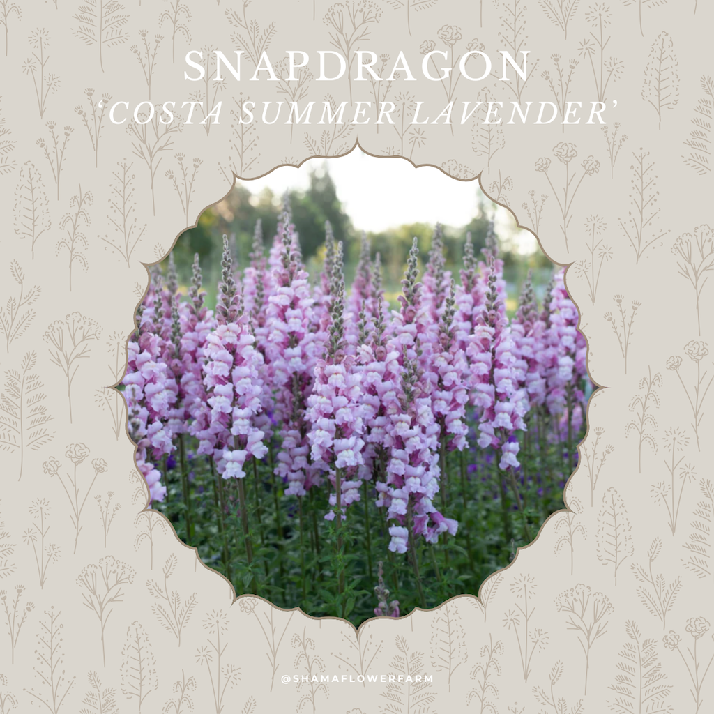 snapdragon-costa-summer-lavender-shama-farm-flowers