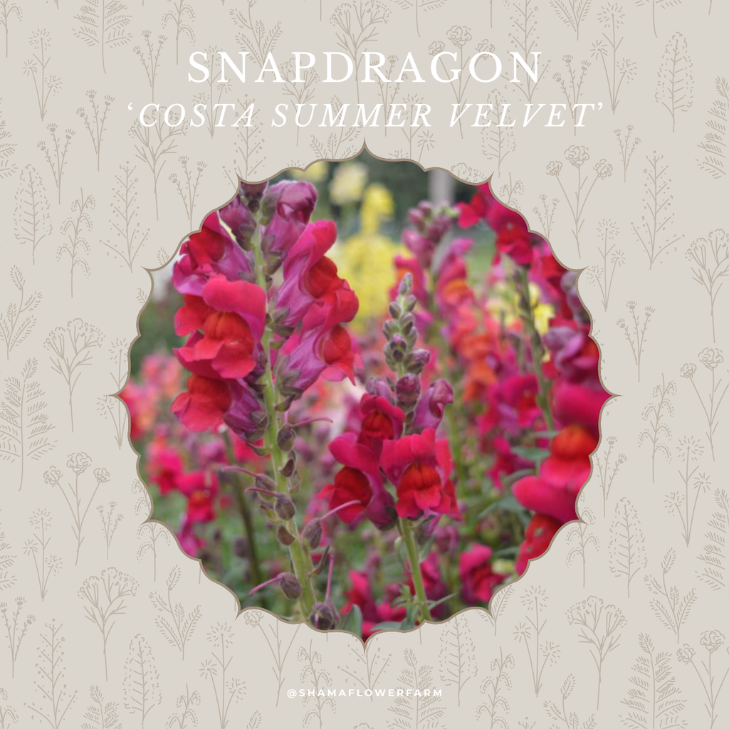 snapdragon-costa-summer-velvet-shama-farm-flowers