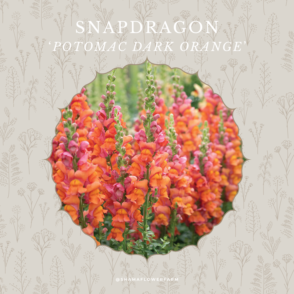 snapdragon-potomac-dark-orange-shama-farm-flowers