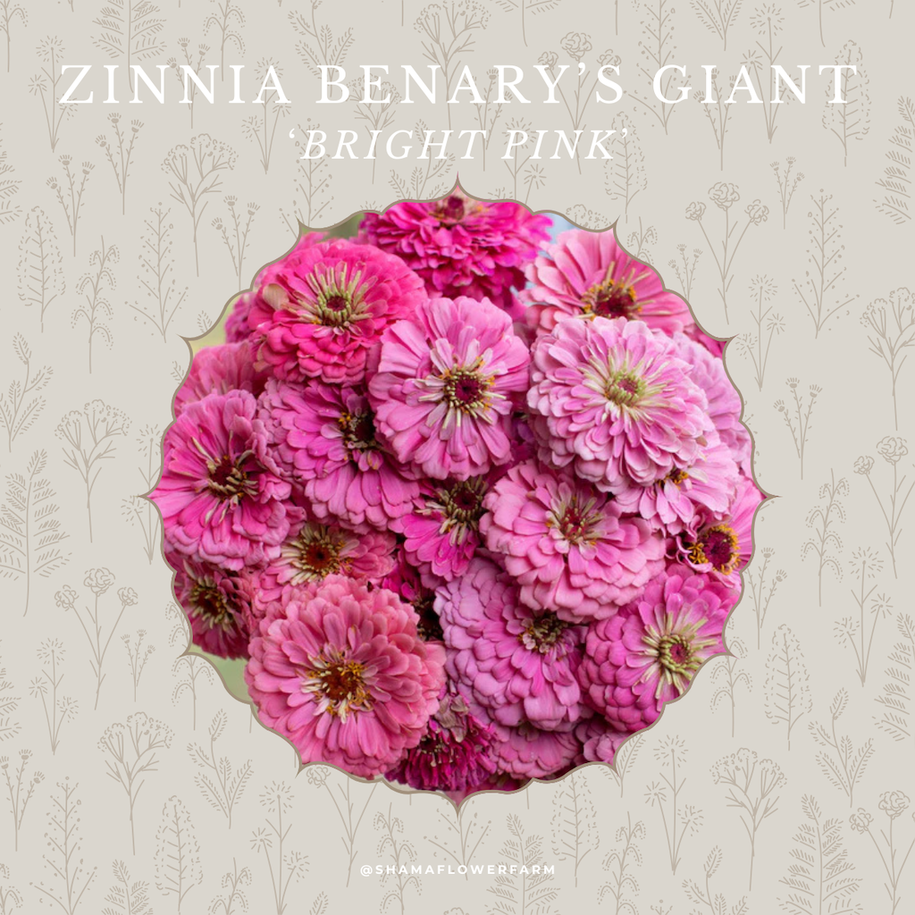 zinnia-giant-bright-pink-shama-farm-flowers
