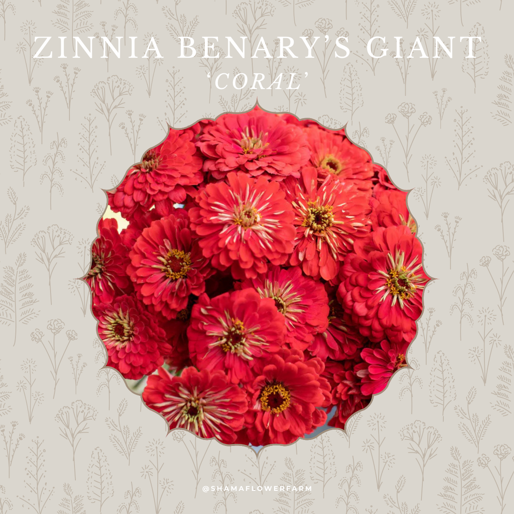 zinnia-giant-coral-shama-farm-flowers