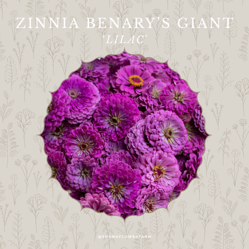 zinnia-giant-lilac-shama-farm-flowers