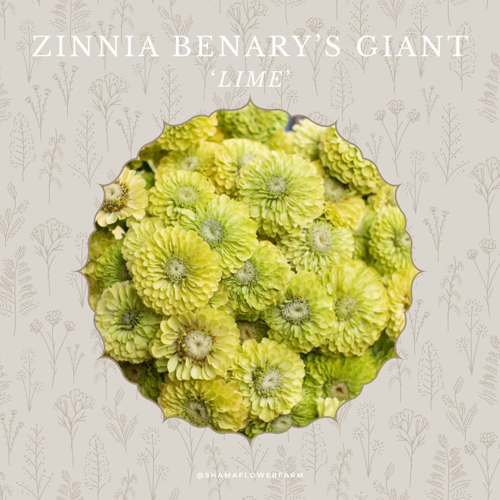 zinnia-giant-lime-shama-farm-flowers