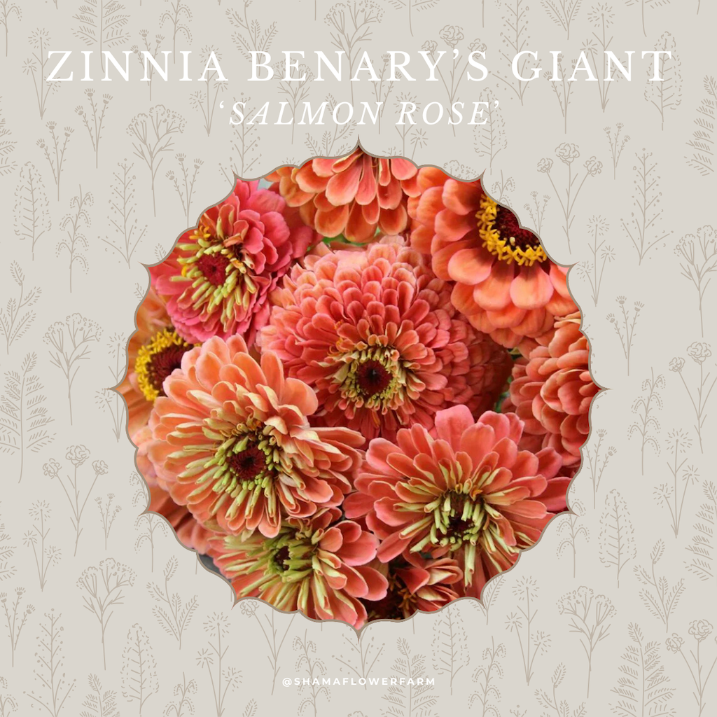 zinnia-giant-salmon-rose-shama-farm-flowers