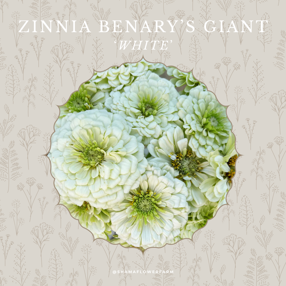 zinnia-giant-white-shama-farm-flowers