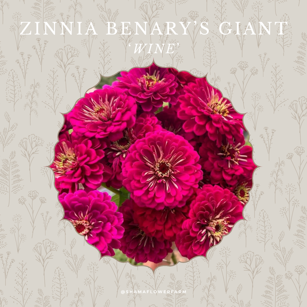 zinnia-giant-wine-shama-farm-flowers